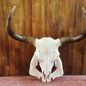 Real Steer Skull | Cow Skulls | Real steer skull with horns | Home decor | Real Longhorn Cow Skull With Horns | Western Decor | Cowboy gift