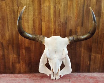 Real Steer Skull | Cow Skulls | Real steer skull with horns | Home decor | Real Longhorn Cow Skull With Horns | Western Decor | Cowboy gift