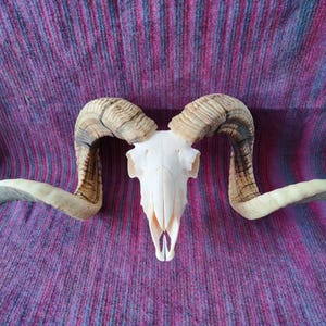 Puede incluir: Un cráneo de carnero con cuernos grandes y curvados. El cráneo es blanquecino y los cuernos son una mezcla de colores beige, marrón y crema. Los cuernos se curvan hacia afuera y luego hacia abajo. El fondo es una tela morada texturizada.