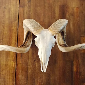 May include: A bleached ram skull with large, curved horns. The skull is white, and the horns are a mix of tan and brown. The skull is centered on a wooden background.