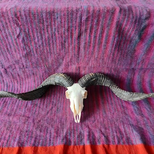 Puede incluir: Un cráneo de carnero con cuernos grandes y curvos. El cráneo es blanco y los cuernos pasan del gris oscuro al gris claro. El cráneo descansa sobre una tela a rayas moradas y rojas.