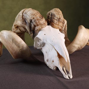 Könnte beinhalten: Ein Widder-Schädel mit großen, geschwungenen, strukturierten braunen Hörnern und einem glatten, cremeweißen Knochenschädel. Der Schädel weist natürliche Grate und tiefe Rillen auf der Oberfläche der Hörner sowie eine spitze Schnauze auf.