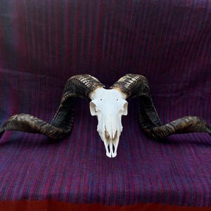Puede incluir: Un cráneo de carnero con cuernos grandes y curvos. El cráneo es blanco y los cuernos son de color marrón oscuro y negro. El cráneo está centrado en un fondo a rayas moradas y rojas.