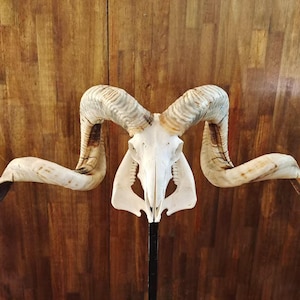 Ram Skull With Horns | Huge Ram Skull | Real Animal Skull | Wall decoration | Home Decor | Real skull of a ram with horns | Goat Skull