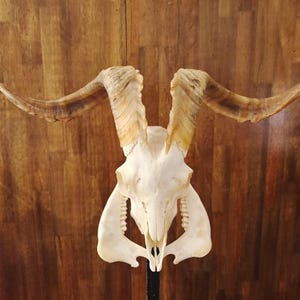 Puede incluir: Un cráneo de animal blanqueado con cuernos grandes y curvos. El cráneo es blanco con dientes visibles y está montado sobre un soporte negro. Los cuernos son una mezcla de marrón claro y oscuro, con una apariencia texturizada. El fondo es una superficie de madera.