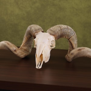 Enorme cráneo de carnero taxidermia de oveja con astas de cuernos para cuevas de hombres | Cabeza de cráneo de carnero real con grandes cuernos. ENVÍO GRATIS.