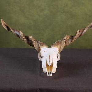Puede incluir: Un cráneo animal de color blanco blanqueado con dos cuernos largos en espiral, de tonos bronceado y marrón oscuro, que se extienden hacia afuera desde la parte superior. El cráneo muestra una textura ósea lisa con cuencas oculares visibles.
