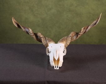 Cabeza de cráneo de carnero real con grandes cuernos | Cuernos de cráneo de oveja | Cráneo de carnero con mandíbula | Regalo para cueva de hombre | Decoración del oeste | Regalo de vaquero | Cráneo de cabra