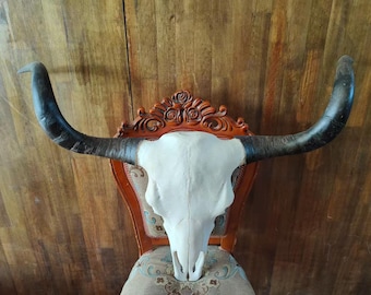 Real Steer Skull | Cow Skulls | Real steer skull with horns | Home decor | Real Longhorn Cow Skull With Horns | Western Decor | Cowboy gift