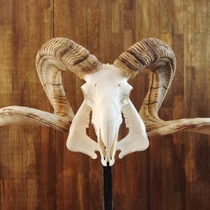 Ram Skull With Horns | Huge Ram Skull | Real Animal Skull | Wall decoration | Home Decor | Real skull of a ram with horns | Goat Skull