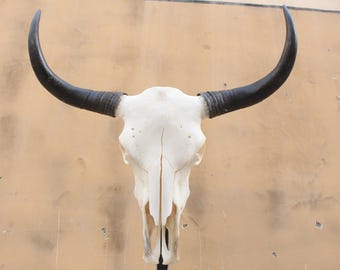 動物の頭骨 角付き 桜龍標本 ニホンジカ オス 56Kg 角付き頭骨＋寛