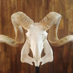 Ram Skull With Horns | Huge Ram Skull | Real Animal Skull | Wall decoration | Home Decor | Real skull of a ram with horns | Goat Skull