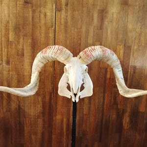 Ram Skull With Horns | Huge Ram Skull | Real Animal Skull | Wall decoration | Home Decor | Real skull of a ram with horns | Goat Skull