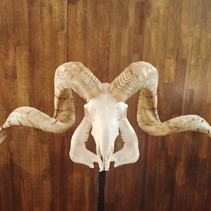 Ram Skull With Horns | Huge Ram Skull | Real Animal Skull | Wall decoration | Home Decor | Real skull of a ram with horns | Goat Skull