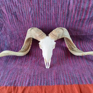Puede incluir: Una calavera de carnero blanqueada con cuernos grandes y curvados. La calavera es blanca y los cuernos son de color marrón claro con una superficie texturizada. La calavera está centrada en una tela a rayas moradas y rojas.