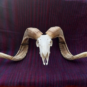Enorme cráneo de carnero taxidermia de oveja con astas de cuernos para cuevas de hombres | Cabeza de cráneo de carnero real con grandes cuernos. ENVÍO GRATIS.
