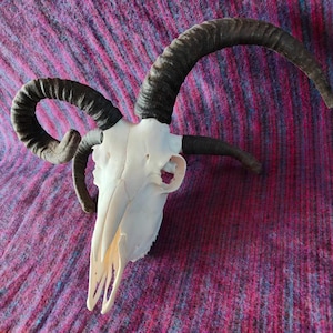 Skull of a jacob sheep ram with 4 horns | Sheep Skull Horns | Real skull of a ram with horns | Man Cave Gift | Western Decor | Cowboy Gift