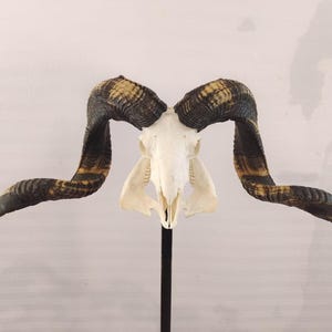 Ram Skull With Horns | Huge Ram Skull | Real Animal Skull | Wall decoration | Home Decor | Real skull of a ram with horns | Goat Skull