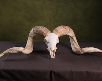 Enorme cráneo de carnero taxidermia de oveja con astas de cuernos para cuevas de hombres | Cabeza de cráneo de carnero real con grandes cuernos. ENVÍO GRATIS.