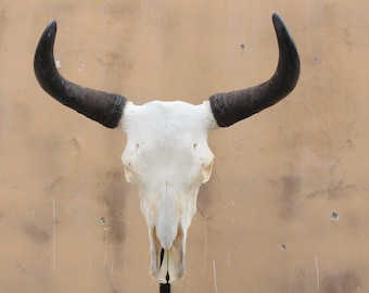 Real Steer Skull | Cow Skulls | Real steer skull with horns | Home decor | Real Longhorn Cow Skull With Horns | Western Decor | Cowboy gift