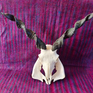 Puede incluir: Un cráneo de taxidermia con grandes cuernos en espiral. El cráneo es blanquecino y los cuernos son de color marrón oscuro y negro. El cráneo está centrado en un fondo a rayas moradas y azules. Los cuernos miden unos 61 cm de largo.