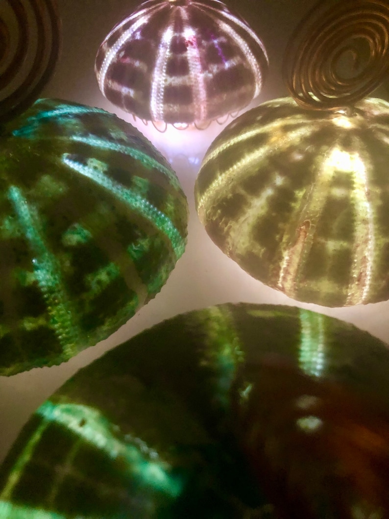 Jellyfish lamp, shell jellyfish decor, sea urchin lamp, beachy light, tropical decor, wedding gift, nautical, hanging, milestone gift image 4