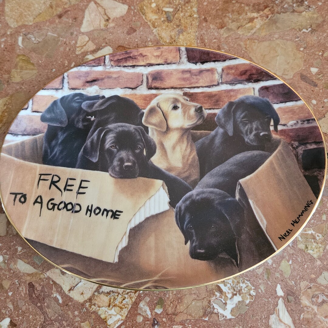 Labrador free sale to good home