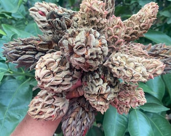 20 dried Magnolia seed pods