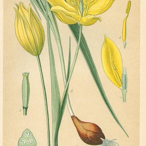 Tulipano di legno (Tulipa silvestris) – Litografia antica del 1894