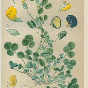 Hop Clover (Medicago lupulina) – Antique Lithograph from 1894