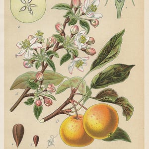 Melo (Pirus Malus) – Litografia antica del 1894