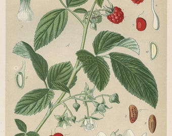 イチゴの植物画 リトグラフ ボタニカルアート,Strawberry,イチゴ,果物