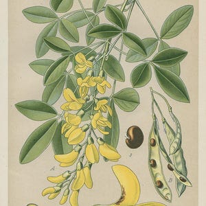 Maggiociondolo (Cytisus Laburnum) – Litografia antica del 1894