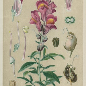 Bocca di Leone grande (Antirrhinum majus) – Litografia antica del 1894