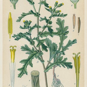 Senecio vulgaris L. – Litografia antica del 1894