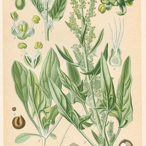 Épinards d'été (Spinacia oleracea) - Lithographie ancienne de 1894
