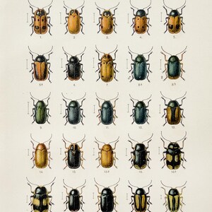 Antique Beetle Lithograph from 1908 | Cryptocephalus & Leaf Beetles | Vintage Insect Illustration
