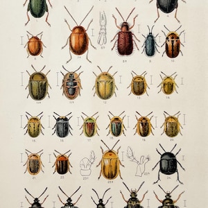 Antique Beetle Lithograph from 1908 | Leaf Beetles & Weevils | Vintage Insect Illustration