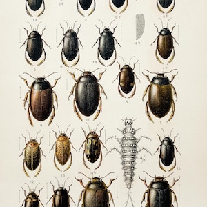 Antique Beetle Lithograph from 1908 | Diving Beetles (Agabus & Platambus) | Vintage Insect Illustration