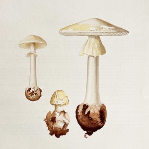 Litografia antica di un fungo del 1956 / Amanita citrina (falso fungo della morte) / Illustrazione di funghi d'epoca