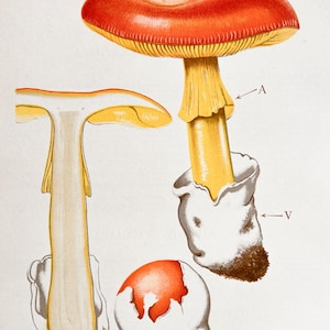 Litografia antica di un fungo del 1956 / Amanita caesarea (fungo di Cesare) / Illustrazione di funghi d'epoca