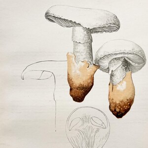 Litografia antica di un fungo del 1956 / Amanita ovoidea (Amanita ovoidea europea) / Illustrazione di funghi d'epoca
