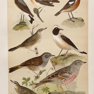 May include: An antique print featuring detailed illustrations of various bird species. The birds are depicted in a naturalistic style, with a range of colors including brown, gray, and white. The print is on aged paper, suggesting its vintage origin.