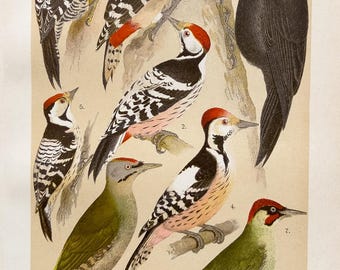 1905年 アヒルの種類 – アンティークリトグラフ – 鳥類学の版画