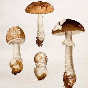 Litografia antica di un fungo del 1956 / Amanita pantherina e Amanita spissa (Amanita grigia verrucosa) / Illustrazione di funghi d'epoca
