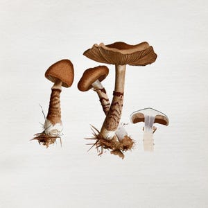Litografia antica di un fungo del 1956 / Cortinarius pholideus (Cortinarius pholideus) / Illustrazione di un fungo d'epoca