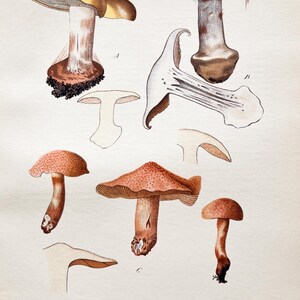 Litografia antica di funghi del 1956 / Cortinarius calochrous, cyanopus e bolaris / Illustrazione di funghi d'epoca