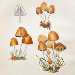 Litografia antica di un fungo del 1956 / Coprinus micaceus (Cappuccio di mica) / Illustrazione di un fungo d'epoca