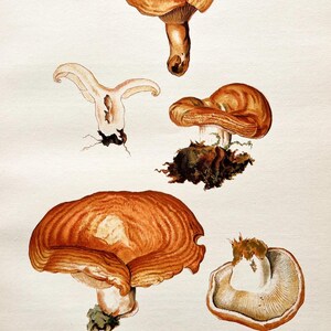 Litografia antica di un fungo del 1956 / Lactarius zonarius / Illustrazione di un fungo d'epoca