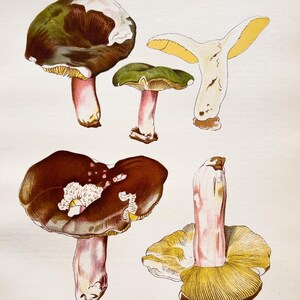 Litografia antica di un fungo del 1956 / Russula olivacea (Olive Brittlegill) / Illustrazione di funghi d'epoca